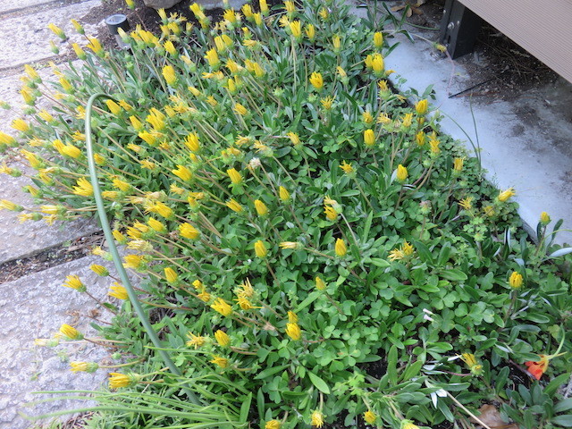 f:id:sunflower23:20200507044413j:plain f:id:sunflower23:20200507044413j:plain