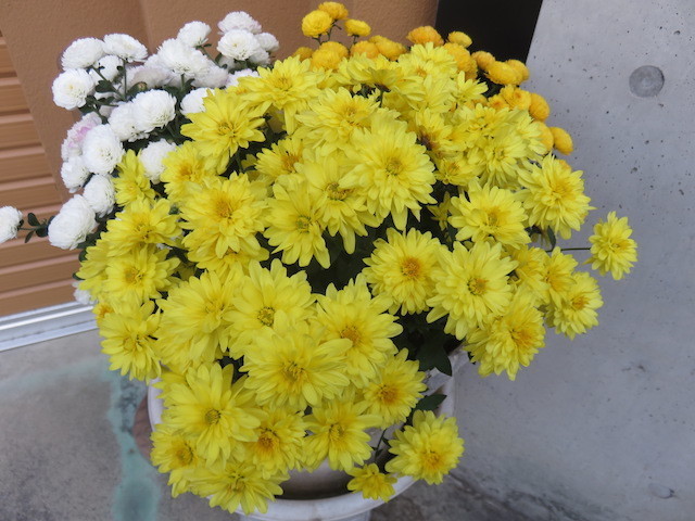 f:id:sunflower23:20201031043636j:plain f:id:sunflower23:20201031043636j:plain