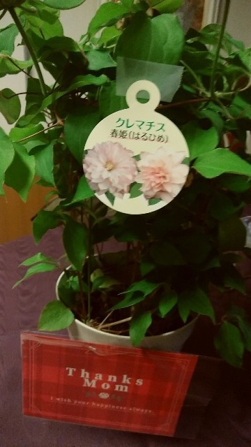 f:id:sunflower23:20210507150735j:image:w280