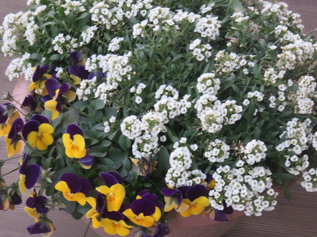 f:id:sunflower23:20220206050530j:plain
