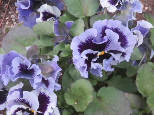 f:id:sunflower23:20220206050637j:plain