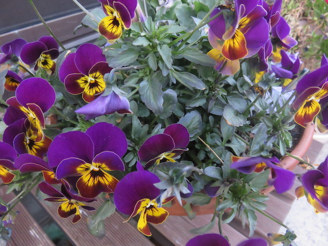 f:id:sunflower23:20220206050903j:plain