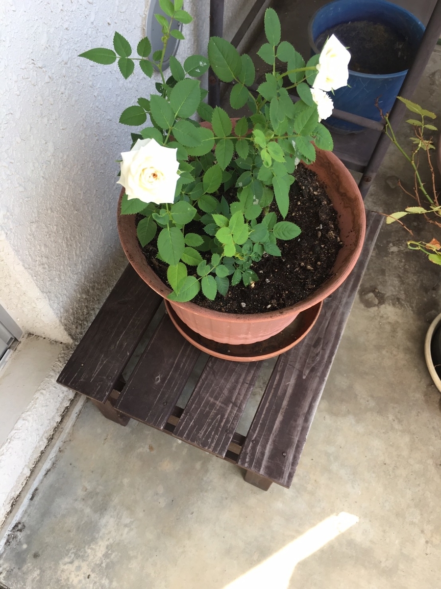 バラ