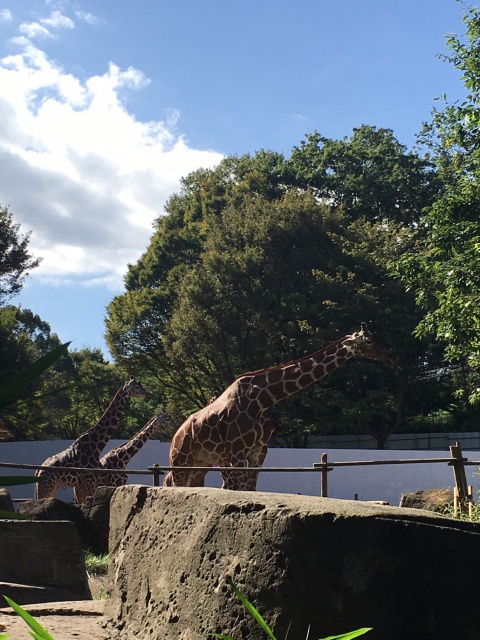 キリン