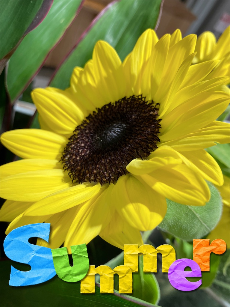 f:id:sunnyflowers:20250802113035j:image f:id:sunnyflowers:20250802113035j:image