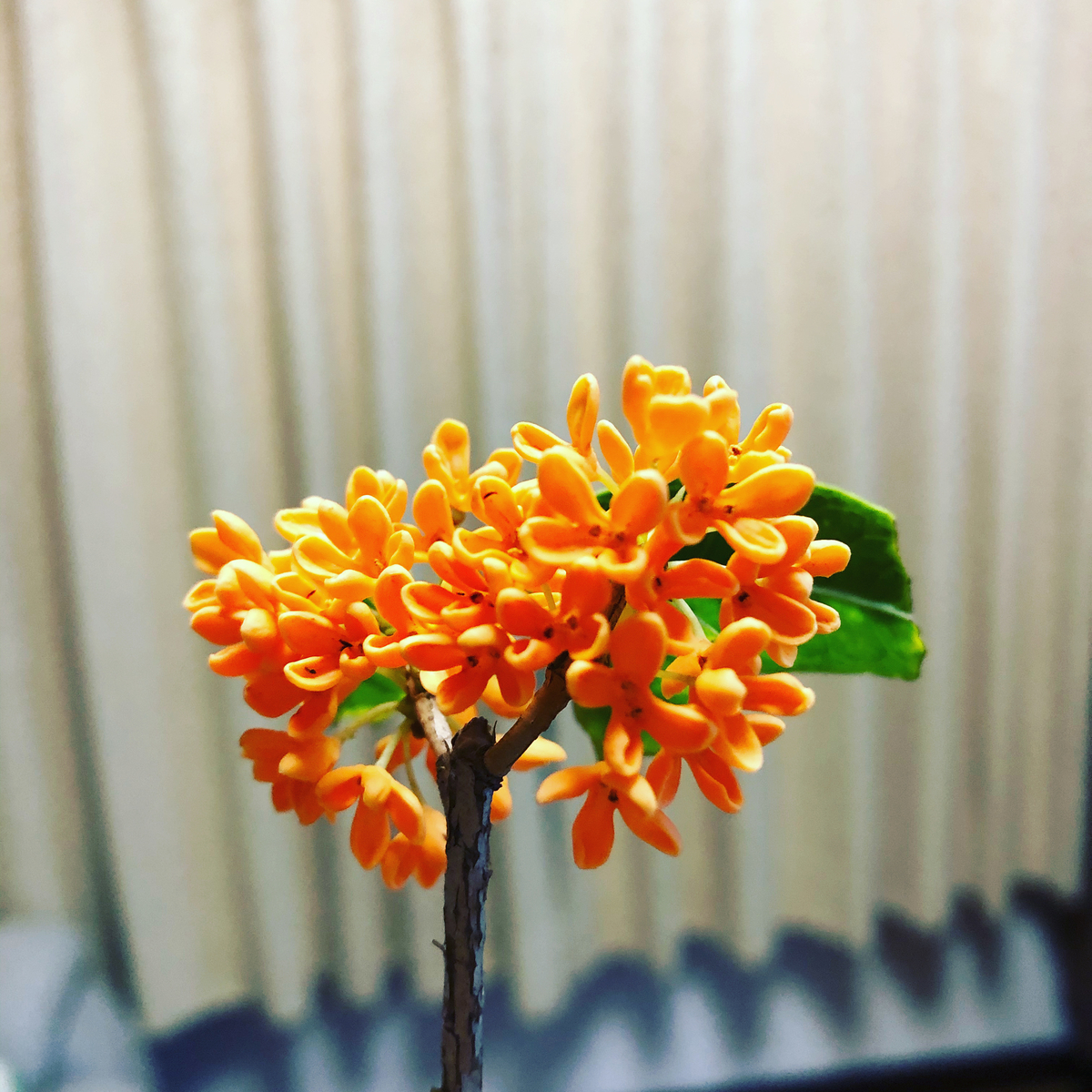 f:id:sunohanamaru:20191111195531j:plain f:id:sunohanamaru:20191111195531j:plain