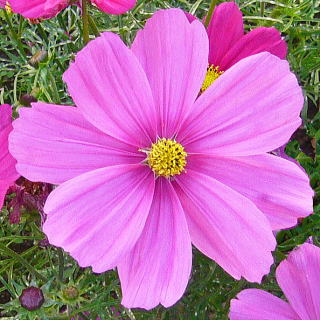 f:id:sunrabi_a:20190112134411j:plain