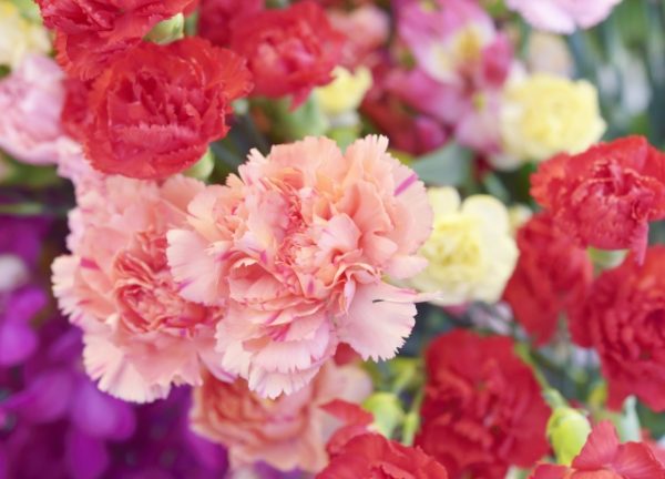 f:id:sunrabi_a:20190112134633j:plain
