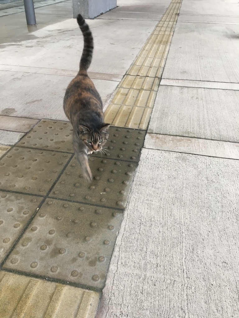f:id:sunrise181018:20190114154235j:plain f:id:sunrise181018:20190114154235j:plain