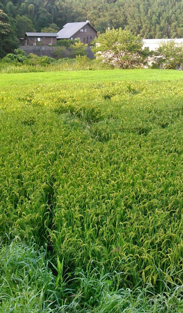 f:id:sunrise_chop_matono:20160826213813j:plain f:id:sunrise_chop_matono:20160826213813j:plain
