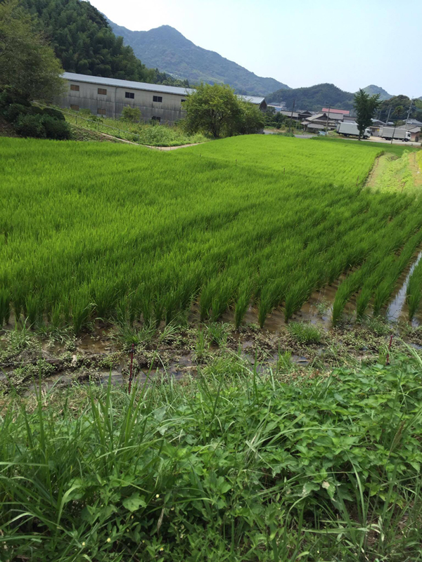 f:id:sunrise_chop_matono:20160826213838j:plain f:id:sunrise_chop_matono:20160826213838j:plain