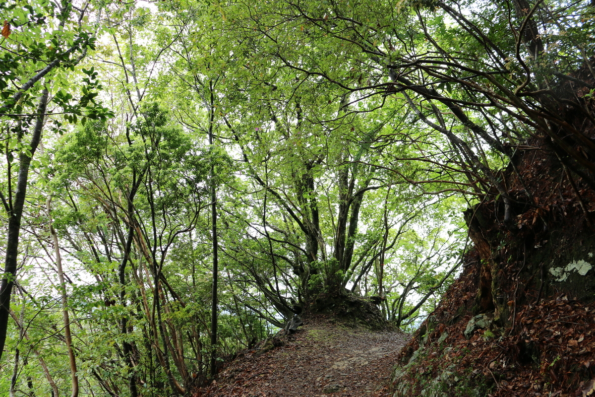 f:id:sunset_surfer:20190506232535j:plain f:id:sunset_surfer:20190506232535j:plain
