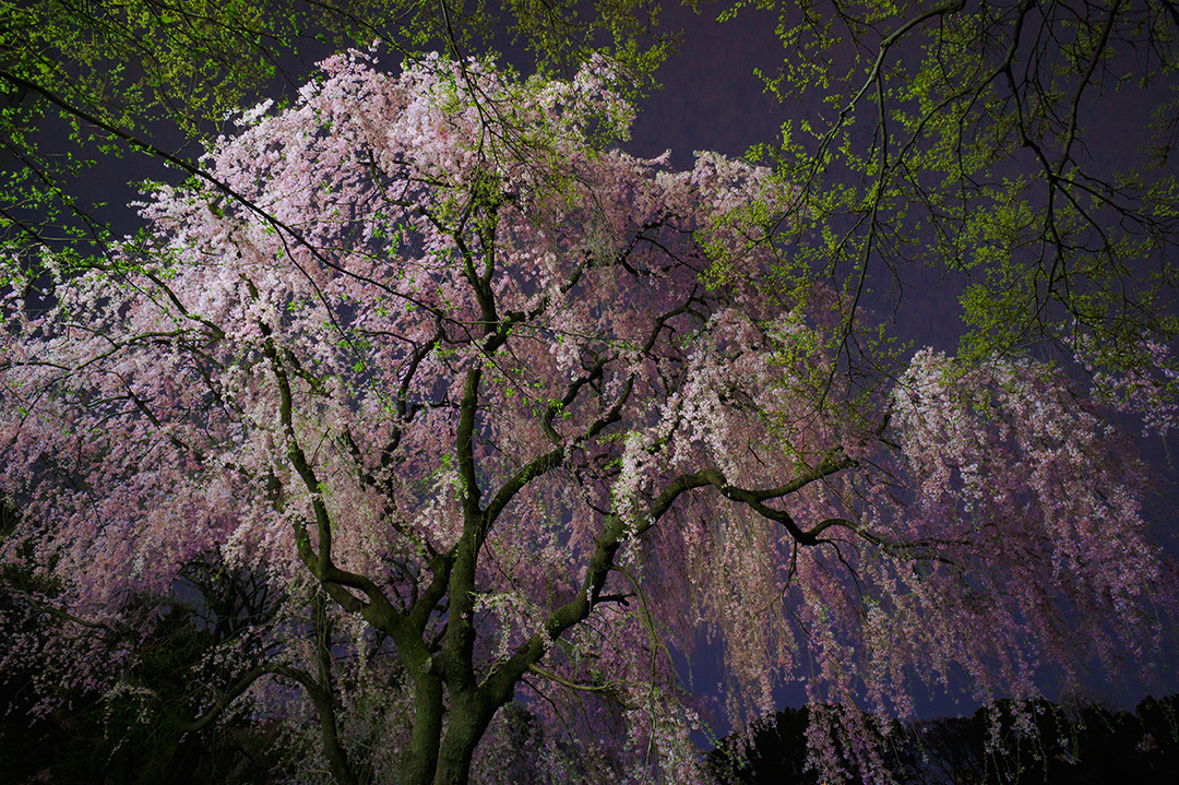 f:id:sunsun_fine:20190413225910j:plain f:id:sunsun_fine:20190413225910j:plain