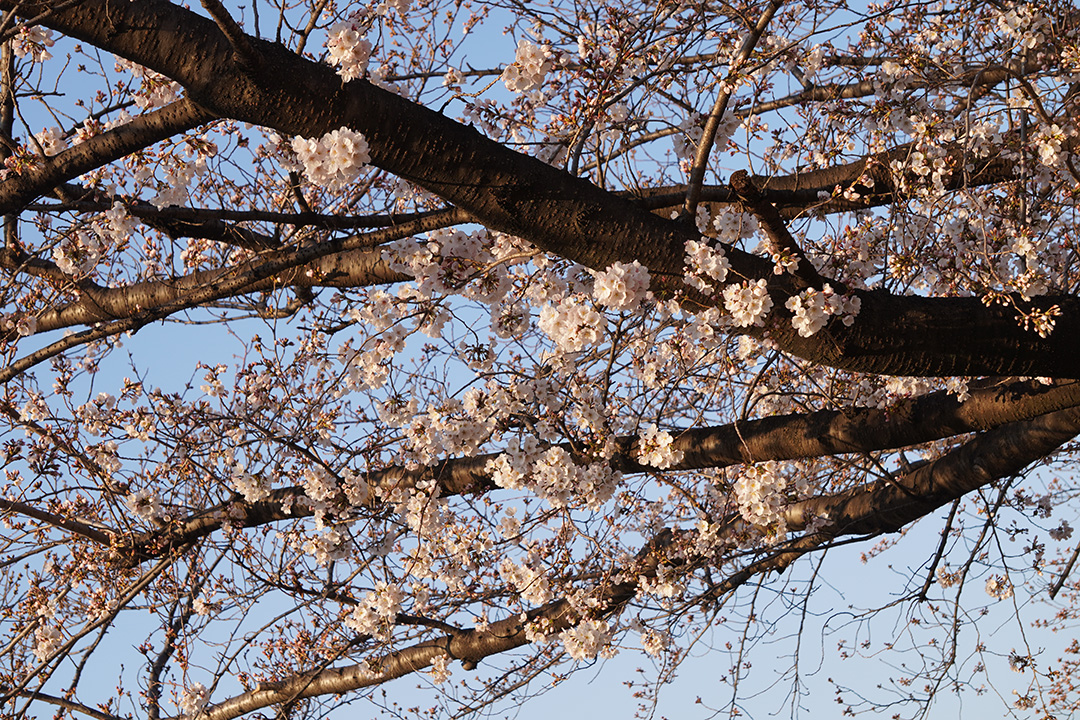 α6400で撮った桜