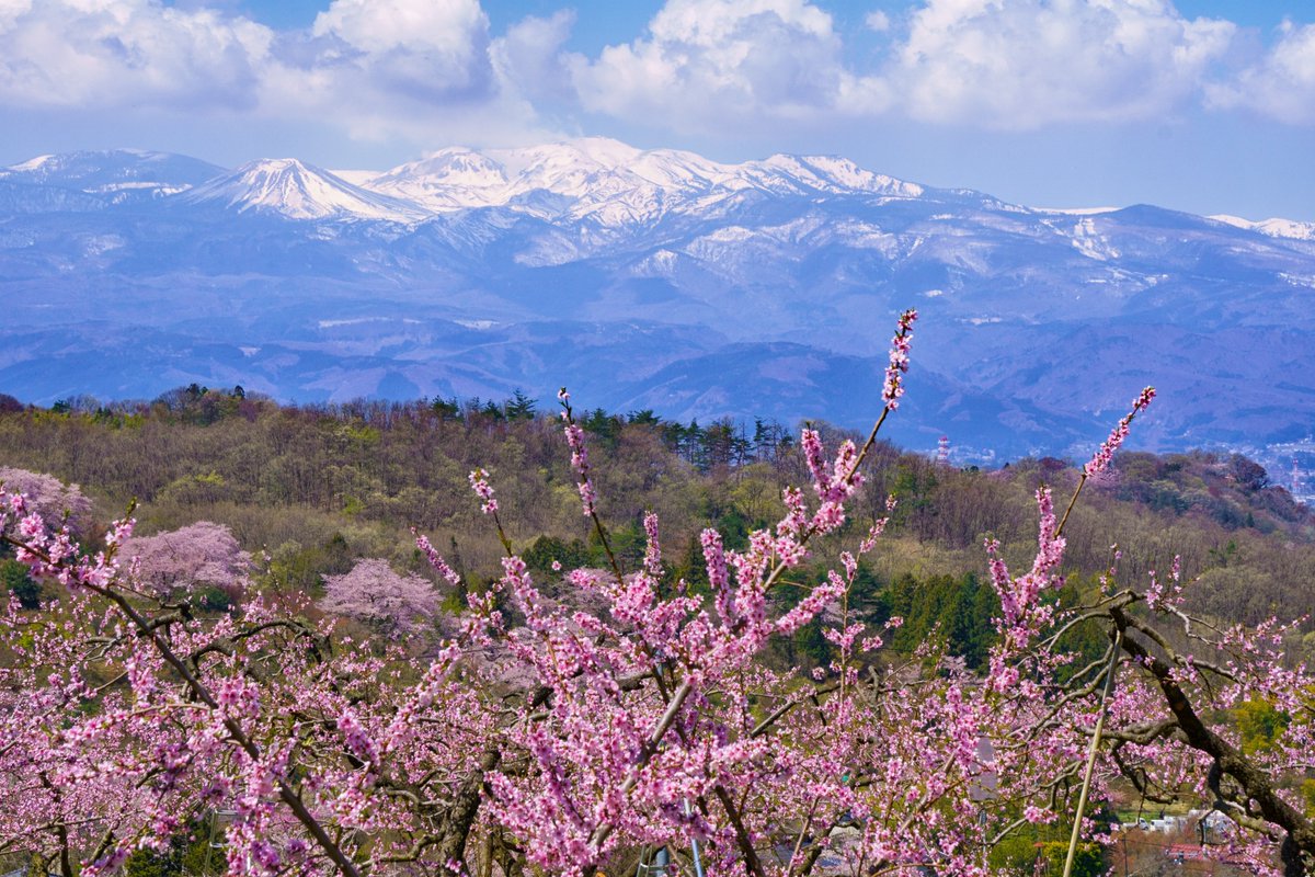 花桃と吾妻連峰