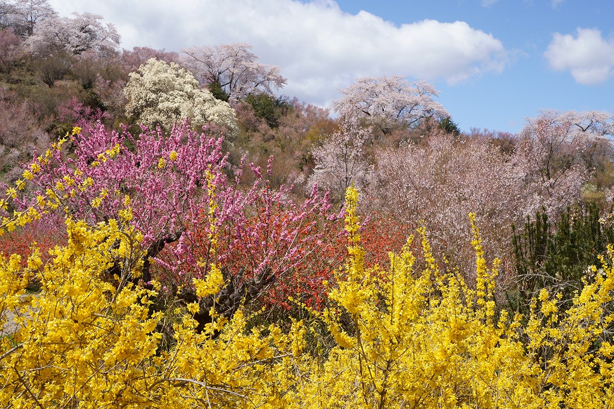 桃源郷・花見桃源郷・花見山