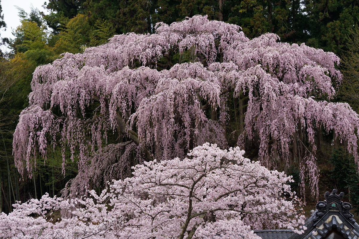 三春・福聚寺の枝垂れ桜