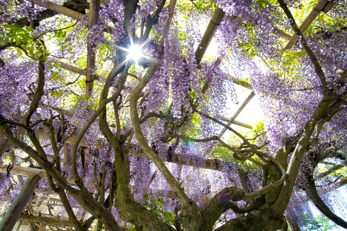 絞り羽根が6枚なら光条は6本