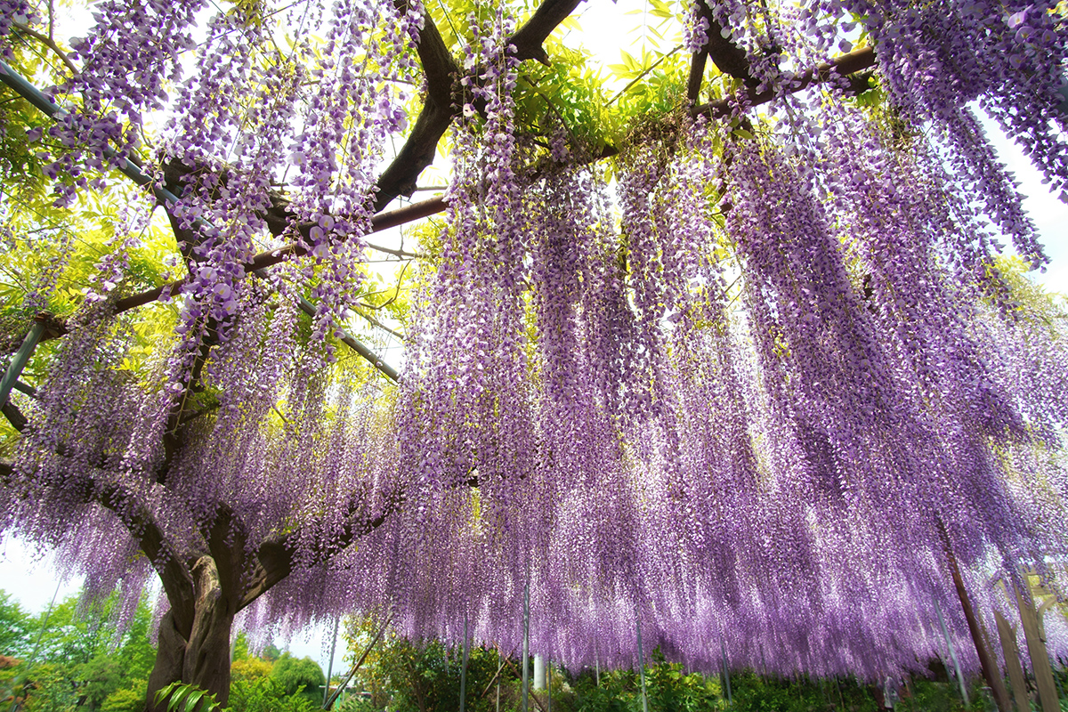 f:id:sunsun_fine:20190525140036j:plain f:id:sunsun_fine:20190525140036j:plain