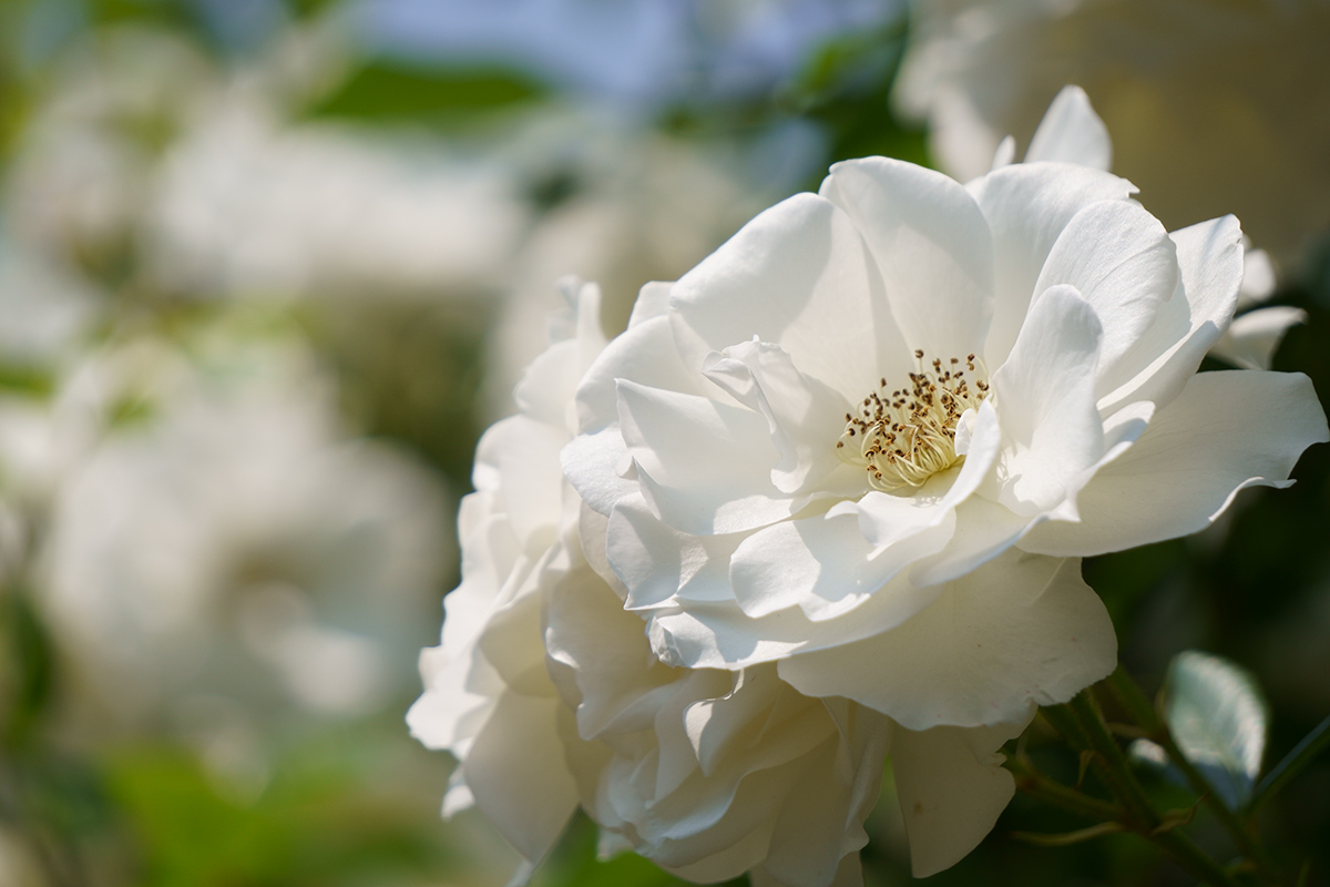 f:id:sunsun_fine:20190603221336j:plain f:id:sunsun_fine:20190603221336j:plain