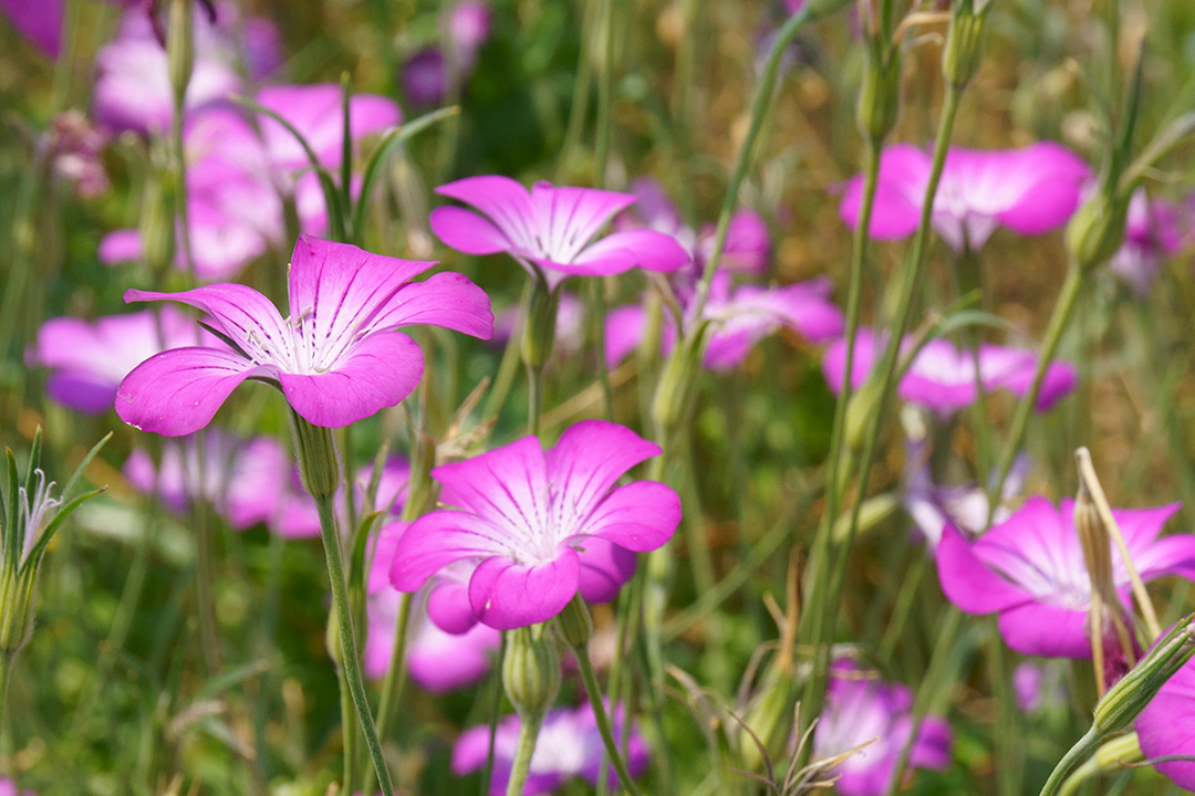 f:id:sunsun_fine:20190603222142j:plain f:id:sunsun_fine:20190603222142j:plain