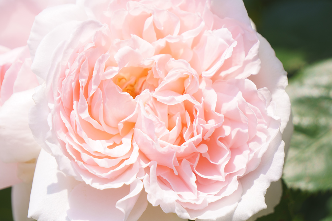 f:id:sunsun_fine:20190603224514j:plain f:id:sunsun_fine:20190603224514j:plain