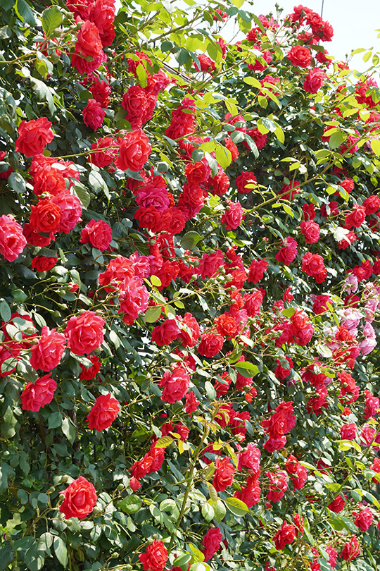 f:id:sunsun_fine:20190603225155j:plain f:id:sunsun_fine:20190603225155j:plain