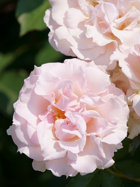 f:id:sunsun_fine:20190603231103j:plain f:id:sunsun_fine:20190603231103j:plain