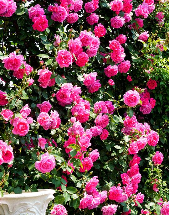 f:id:sunsun_fine:20190608013800j:plain f:id:sunsun_fine:20190608013800j:plain