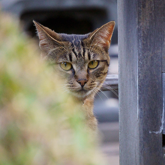 f:id:sunsun_fine:20190617234958j:plain