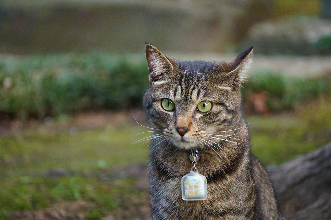 f:id:sunsun_fine:20190617235622j:plain