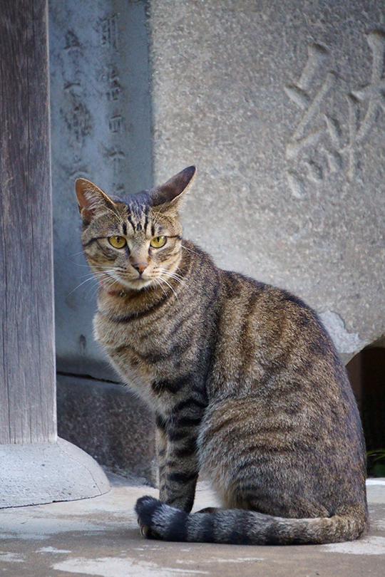 f:id:sunsun_fine:20190618000137j:plain