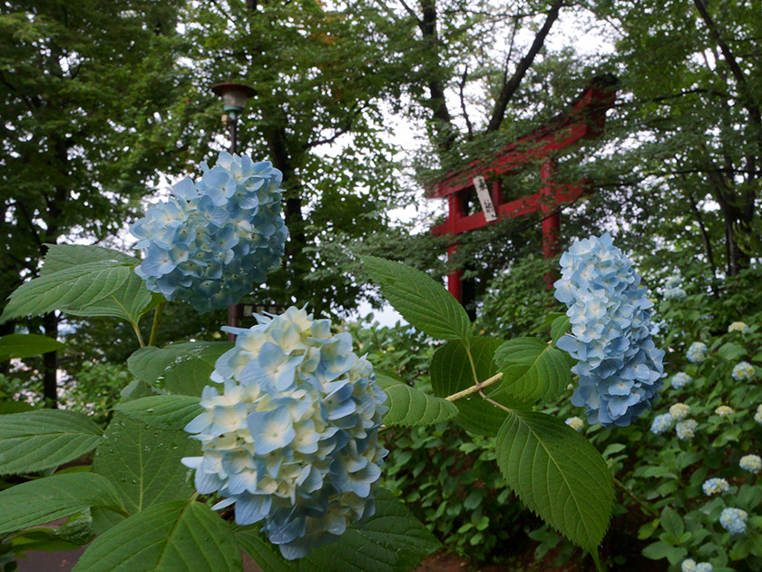 f:id:sunsun_fine:20190625005648j:plain