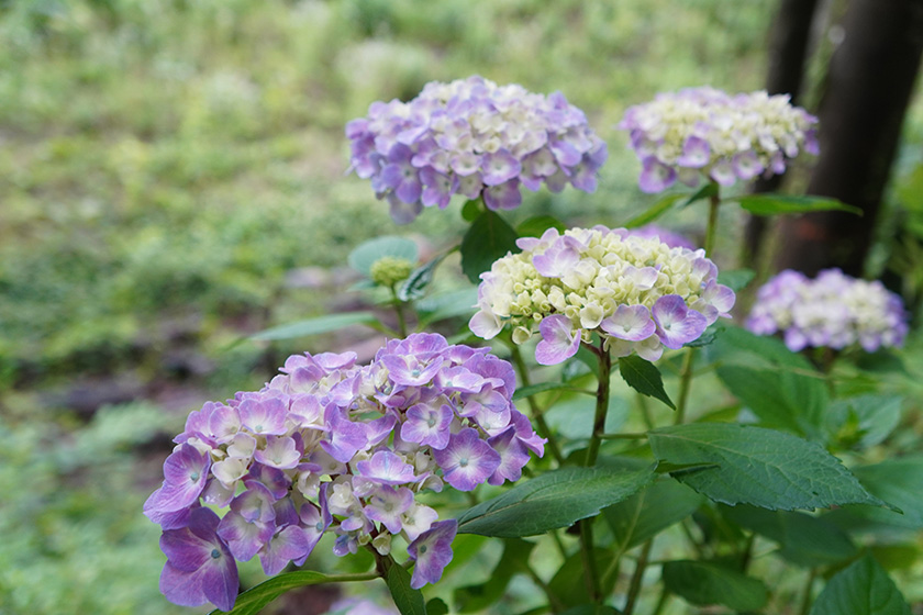 f:id:sunsun_fine:20190625005942j:plain