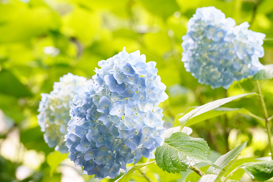 f:id:sunsun_fine:20190625010849j:plain