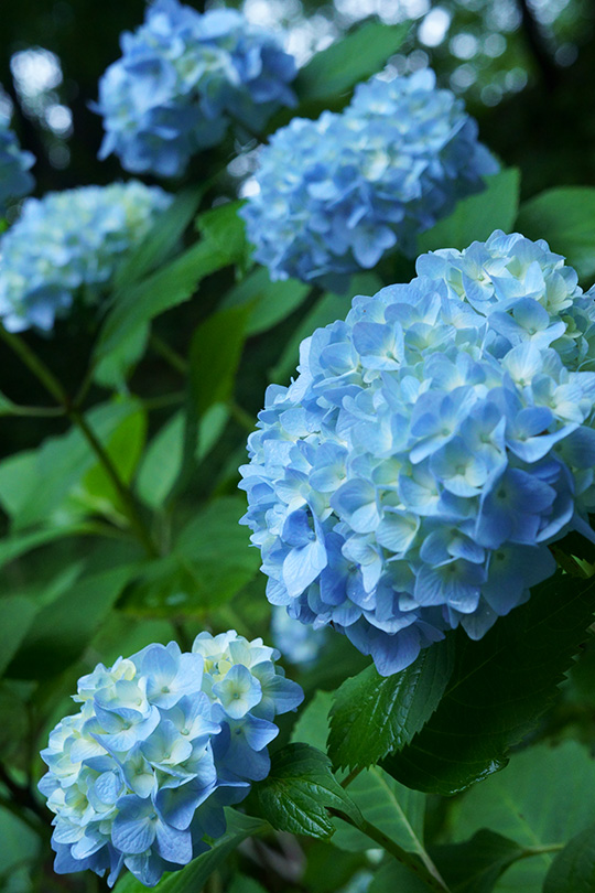 f:id:sunsun_fine:20190625012236j:plain