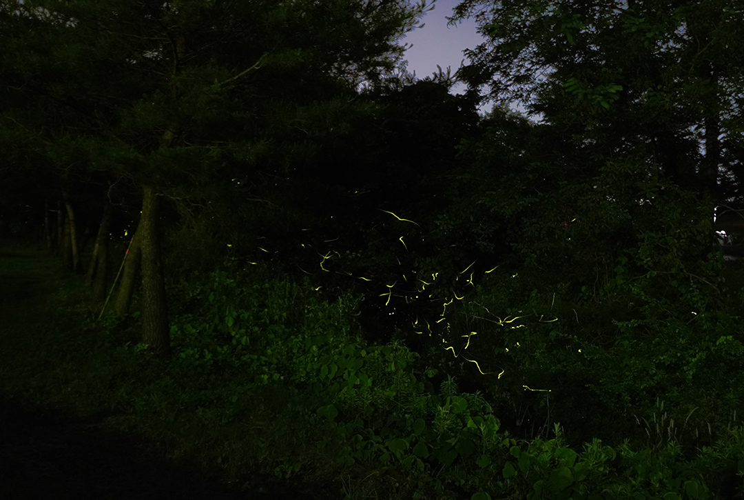 f:id:sunsun_fine:20190705091000j:plain f:id:sunsun_fine:20190705091000j:plain