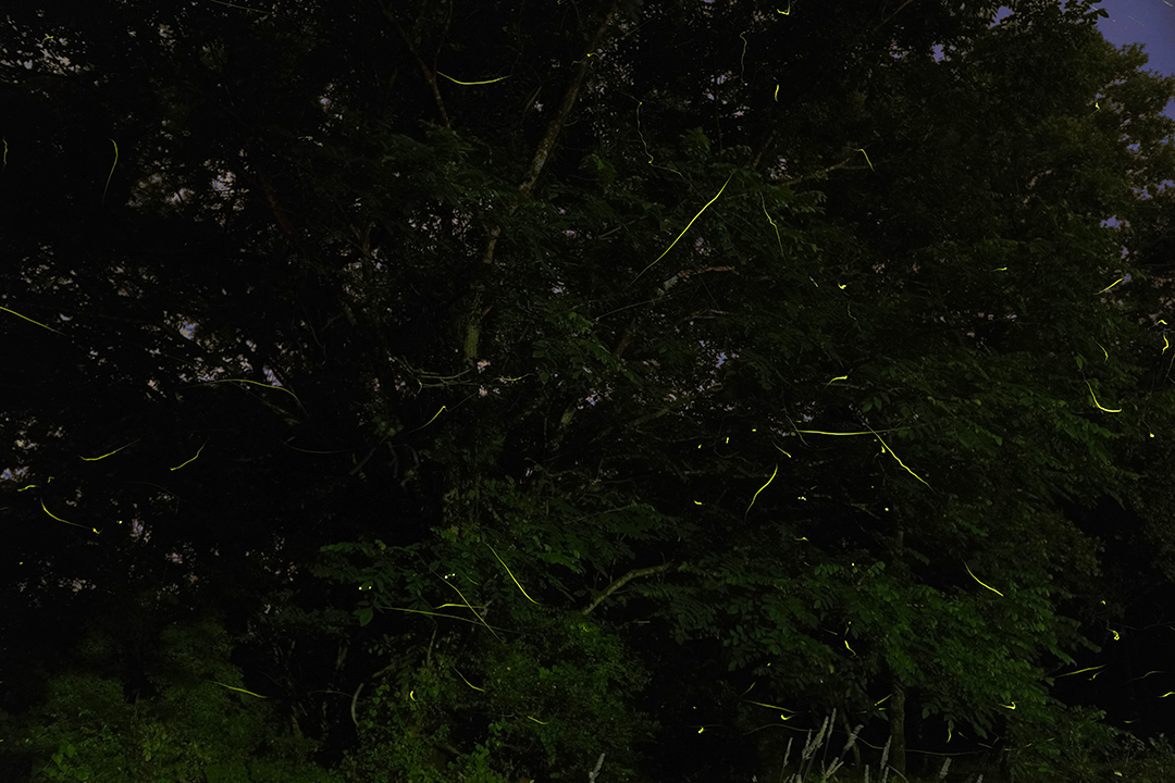 f:id:sunsun_fine:20190705160741j:plain f:id:sunsun_fine:20190705160741j:plain