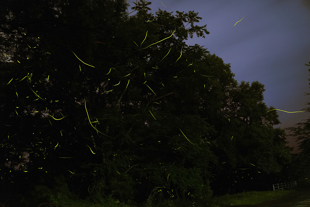 f:id:sunsun_fine:20190705161336j:plain 荒川のゲンジボタル