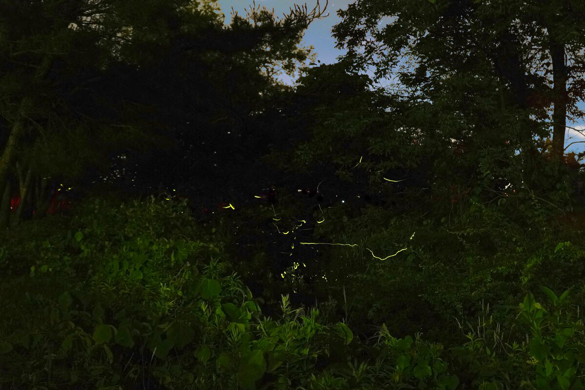f:id:sunsun_fine:20190710175003j:plain f:id:sunsun_fine:20190710175003j:plain