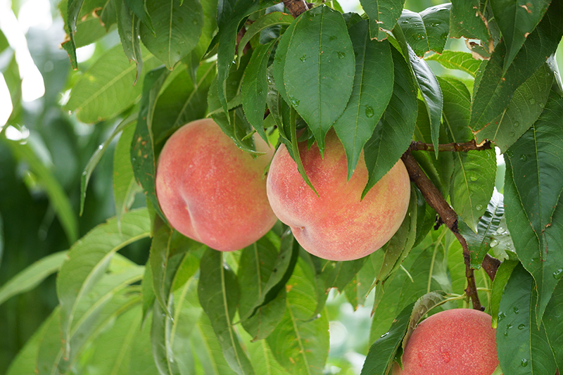 f:id:sunsun_fine:20190730180944j:plain まるせい果樹園の桃