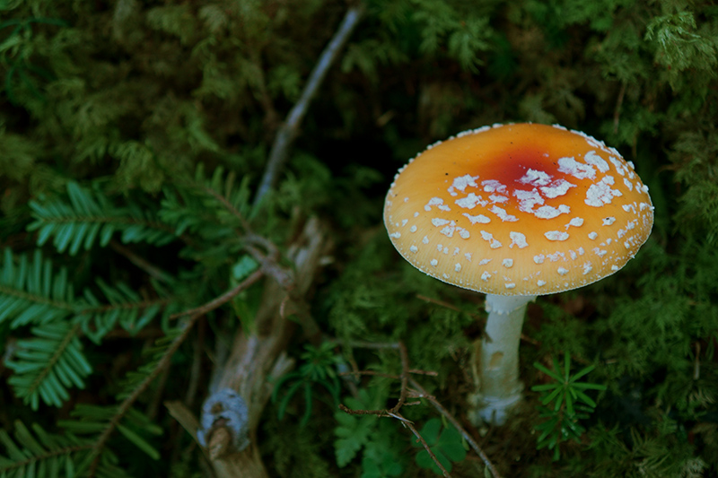 f:id:sunsun_fine:20190913174323j:plain