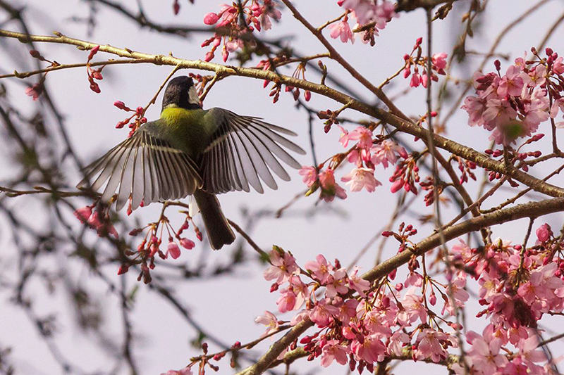 桜にシジュウカラ