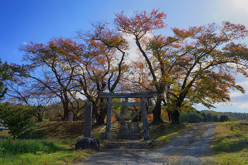 お散歩中の景色も気軽に撮れます