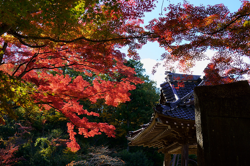 f:id:sunsun_fine:20191116013826j:plain 文知摺観音普門院の紅葉