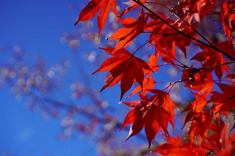 f:id:sunsun_fine:20191116014126j:plain f:id:sunsun_fine:20191116014126j:plain