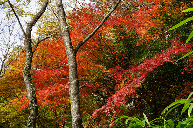 f:id:sunsun_fine:20191207010505j:plain 信夫山公園の紅葉