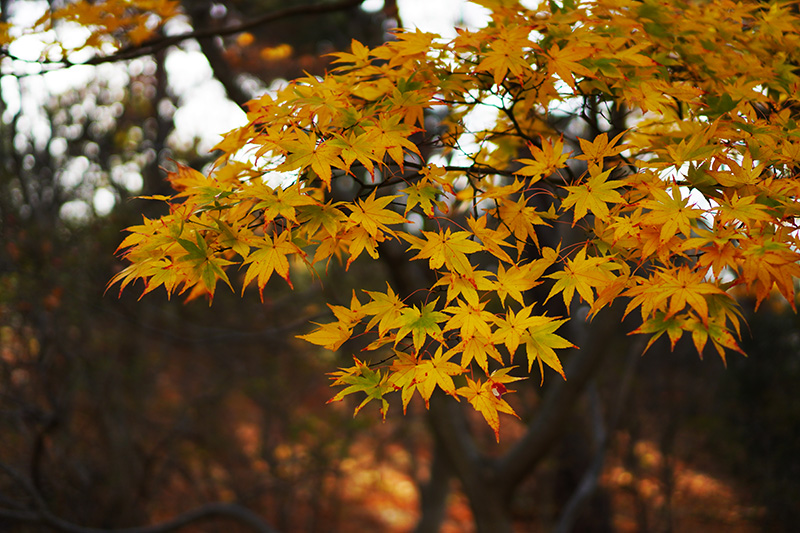 f:id:sunsun_fine:20191207010553j:plain 信夫山公園の黄色いカエデ