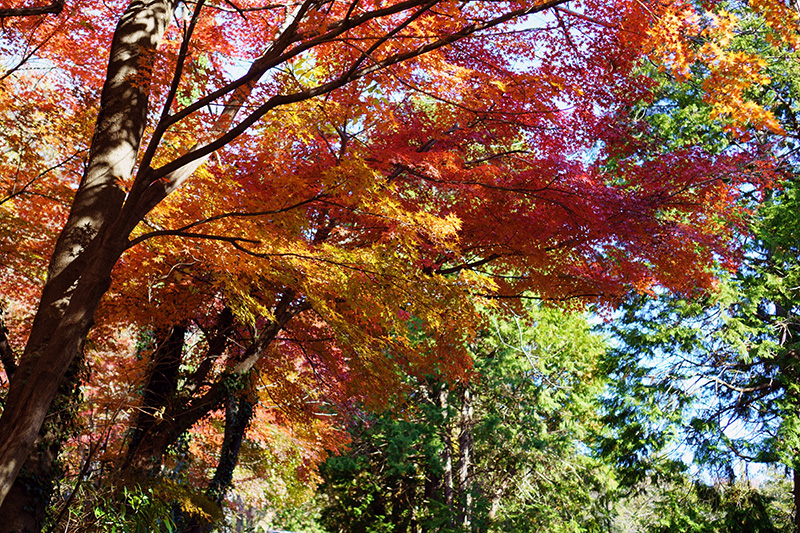 f:id:sunsun_fine:20191207011013j:plain 信夫山中腹の紅葉