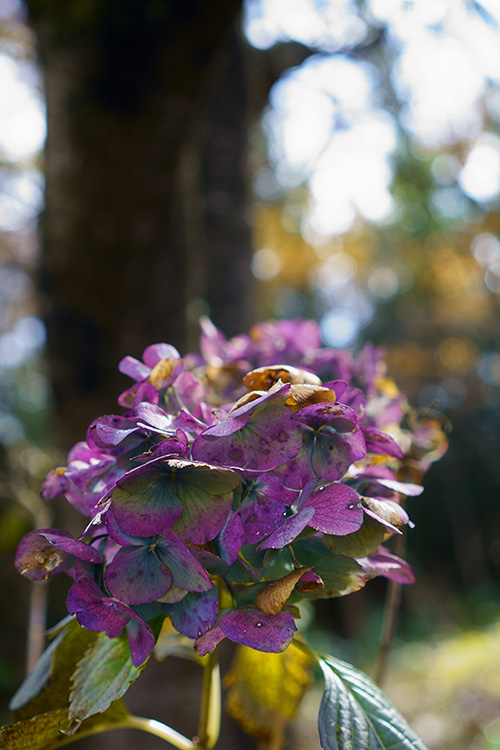 f:id:sunsun_fine:20191207125257j:plain 枯れた紫陽花